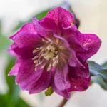 Påskeklokke er især kendt for sin tidlige blomstring fra februar til april