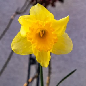 Påskeliljeløg udvikler de sig til stærke og pålidelige løgplanter