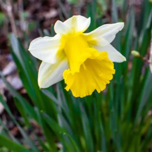 Påskeliljer er med sine trompetformede blomster i gule, hvide eller orange nuancer et sikkert tegn på at foråret er på vej