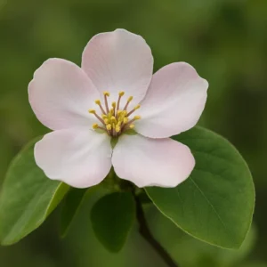 Pærekvæde er båd ete dekorativt og nyttigt træ