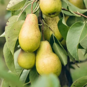 Pæretræer findes både i private haver, parker og professionelle plantager. Det er et af de ældste frugttræer i Danmark.