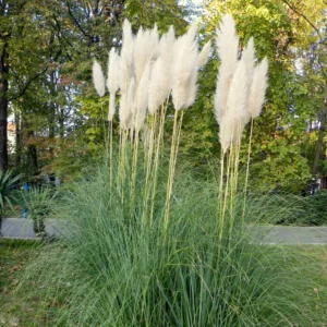 Pampasgræs har store, fjerlignende blomsterstande.