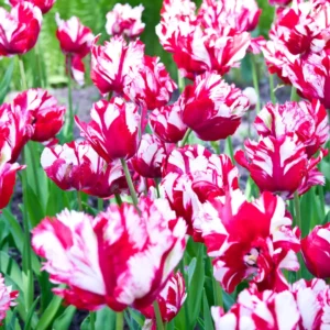 For at få kraftige farver og stærke blomsterstængler bør papegøjetulipaner stå solrigt