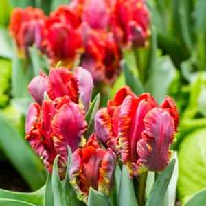 Papegøjetulipaner har et dramatisk og eksotisk udseende, der gør dem meget iøjnefaldende