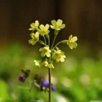 Perikon har dybe rødder i både nordisk plantebrug og folkemedicin