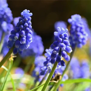 Perlehyacint blomstrer i april-maj og findes i farver som blå, lilla, hvid og lyseblå