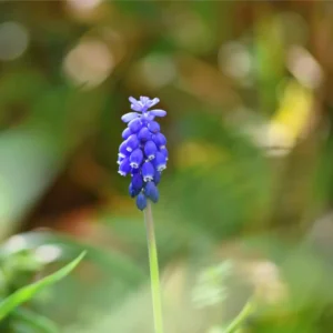 Perlehyacint løg udvikler tætte klaser af klokkeformede blomster