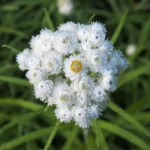 Perlekurv lyser op i haven med sin kompakte vækst og små hvide blomster
