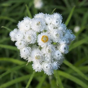 Perlekurv lyser op i haven med sin kompakte vækst og små hvide blomster