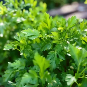 Ved at så persille frø, får man en plante, der trives godt i det danske klima og giver aromatiske grønne blade