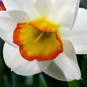 Pinseliljeløg udvikler elegante, hvide blomster med små gule eller røde kroner