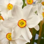 Pinseliljer er nært beslægtet med påskeliljen, men blomstrer senere