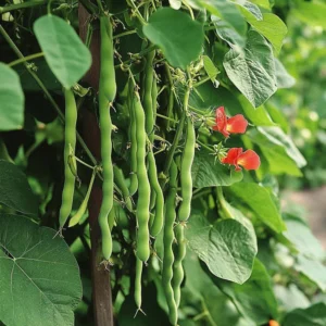 Dyrkning af pralbønner fra frø, giver både en prydplante og en nyttig grøntsag