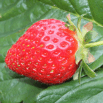 Prydjordbær har frodig vækst med smukke blomster og små dekorative bær