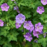 Pudret Stenurt danner tætte, krybende puder af dekorativt løv