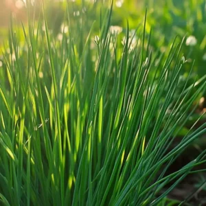 Hvis man dyrker purløg fra frø får man en nem plante, der trives i de fleste danske køkkenhaver