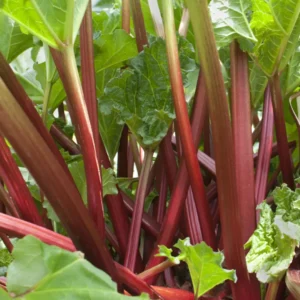 Rabarber har været dyrket i køkkenhaver i generationer, og er blandt de første grøntsager, man kan høste om foråret