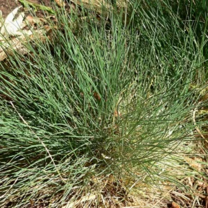 Grøntstrålesvingel anvendes i danske haver og beplantningsprojekter for sin tætte vækst, blågrønne farve og naturlige elegance