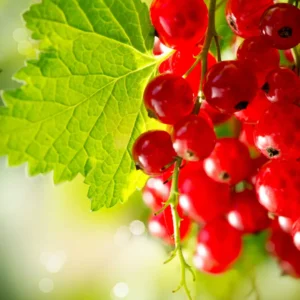 Ribs er små, røde bær, der hænger i dekorative klaser. Ribsplanter er nemme at dyrke.