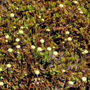 Rød/grøn trædebregne har fine, bregnelignende blade i smukke grønne og rødtonede nuancer