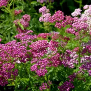 Røllike vokser vildt i vejkanter, enge og overdrev i hele landet.