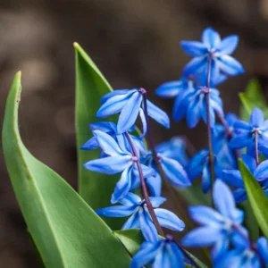 Russisk skilla er hårdfør, nem at dyrke og har en evne til at brede sig