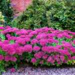 Sankthansurt trives godt i det danske klima