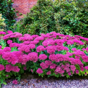 Sankthansurt trives godt i det danske klima