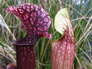 Sarracenia er fluetrompetens latinske betegnelse