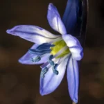 Skilla har små, stjerneformede blomster, som dukker op i marts-april