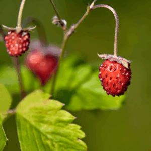 Skovjordbær har fine hvide blomster og små, velsmagende røde bær