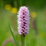 Slangeurt er kendt for sine oprette, slanke aks af blåviolette, tragtformede blomster