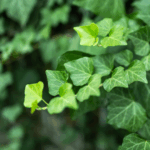 Småbladet efeu har fine, små blade og kompakt vækst.