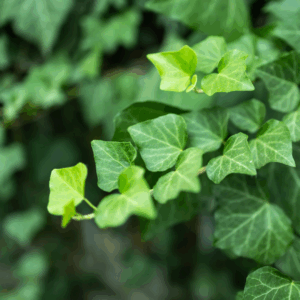 Småbladet efeu har fine, små blade og kompakt vækst.