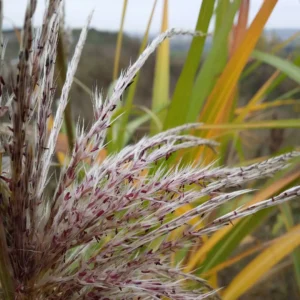 Smalbladet elefantgræs er et attraktivt alternativ til mere udbredte arter som kæmpe-elefantgræs