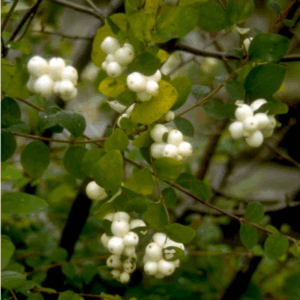 Snebær er kendt for sine dekorative, hvide bær og tætte vækst