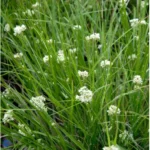 Snefrytle trives godt i skyggefulde og fugtige områder