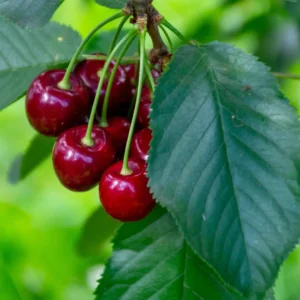 Sødkirsebær har søde, saftige bær og er meget populære i Danmark