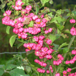 Søjle benved passer perfekt til danske haver, fordi den er attraktiv og nem at passe