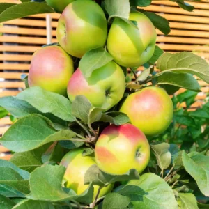 Søjleæbletræer egner sig især til små haver, terrasser og kolonihaver, hvor pladsen er begrænset.