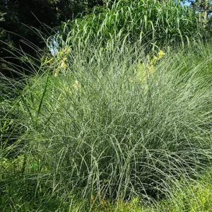 Sølvelefantgræs dyrkes bredt i danske haver og anlæg.