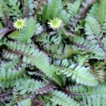 Sølvgrøn trædebregne er en tæppedannende plante med bløde, bregnelignende blade i en sølvgrønne farver