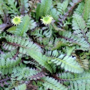 Sølvgrøn trædebregne er en tæppedannende plante med bløde, bregnelignende blade i en sølvgrønne farver