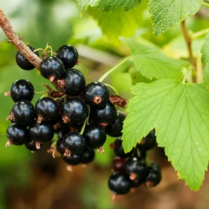 Solbær er fyldt med vitaminer, især C-vitamin. De har været dyrket i danske haver i århundreder