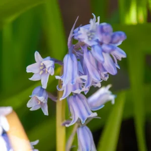 Spansk klokkeskilla blomstrer i maj-juni med klokkeformede blomster i blå, lilla, rosa eller hvide nuancer