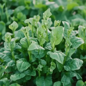 Såning af spinat frø, giver afgrøder, der kan dyrkes næsten hele året i Danmark og giver friske blade på ganske få uger.