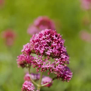 Sporebaldrian bidrager med et let og yndefuldt udtryk