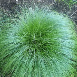 Star vokser naturligt i hele Danmark og findes i mange forskellige arter