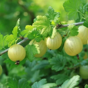 Stikkelsbær er grønne, gule eller rødlige bær, som har en frisk, syrlig smag