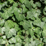 Storbladet efeu dækker mure, hegn, stammer og jorden med frodig, tæt vækst.